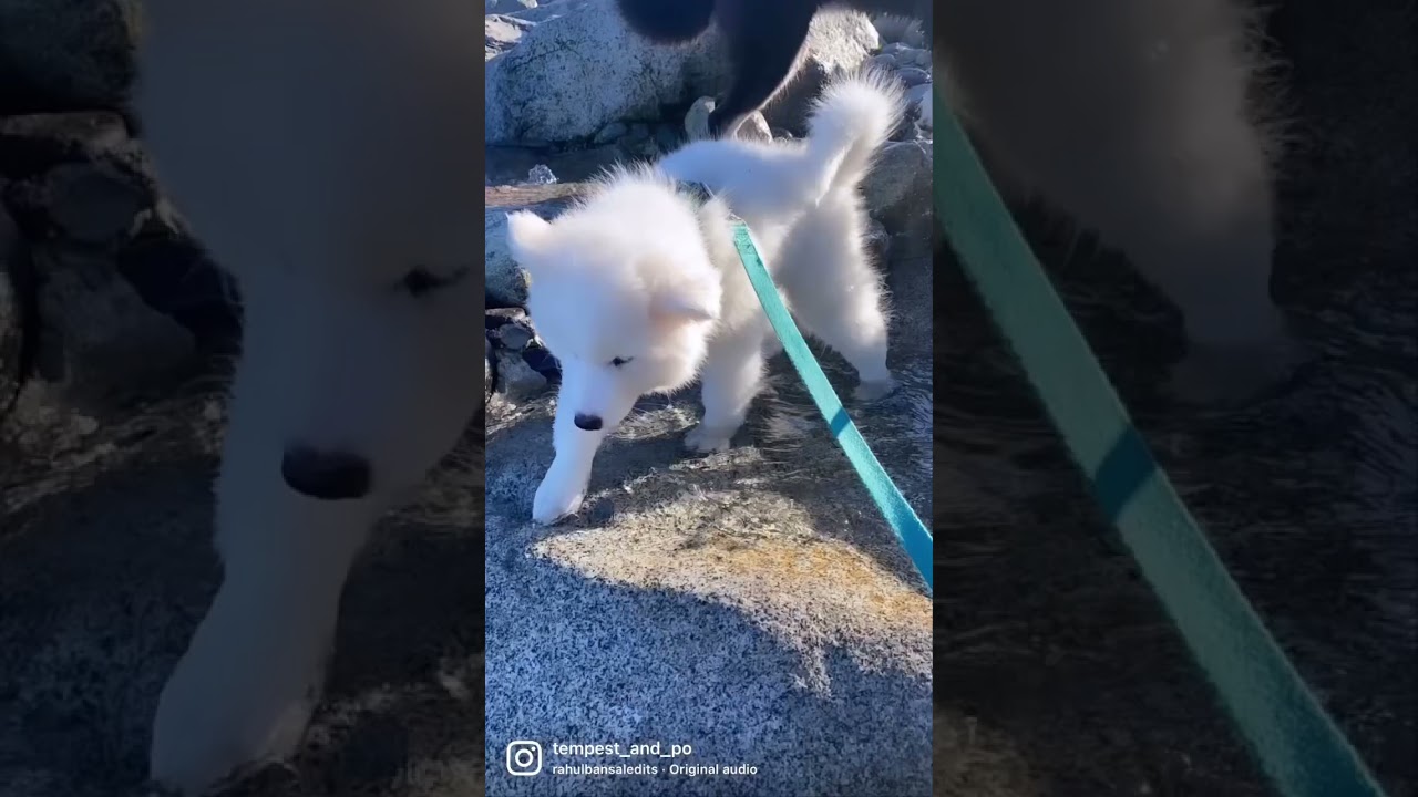 Po the Samoyed (2 months - 4 months) 