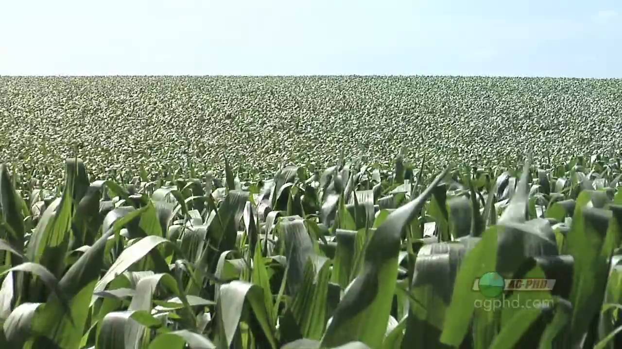 Corn Pre-Emerge Herbicides #615 (From Ag PhD #615 1/17/10)