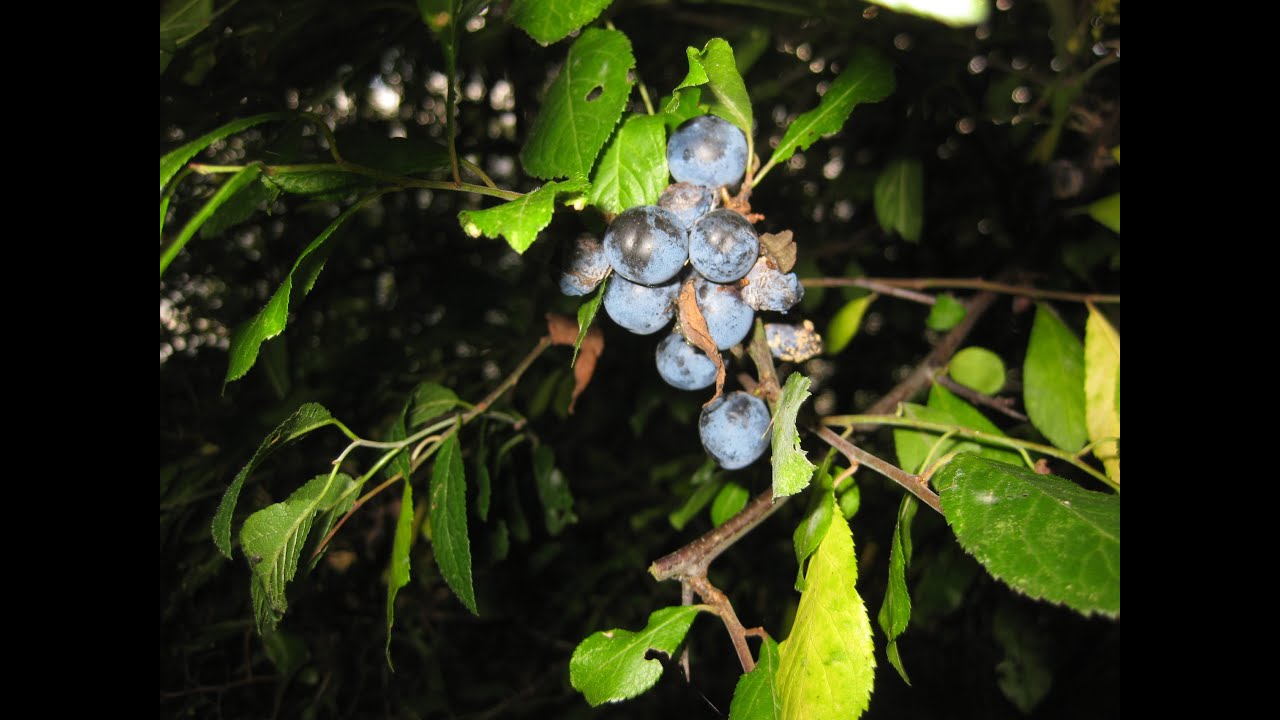 Sloes