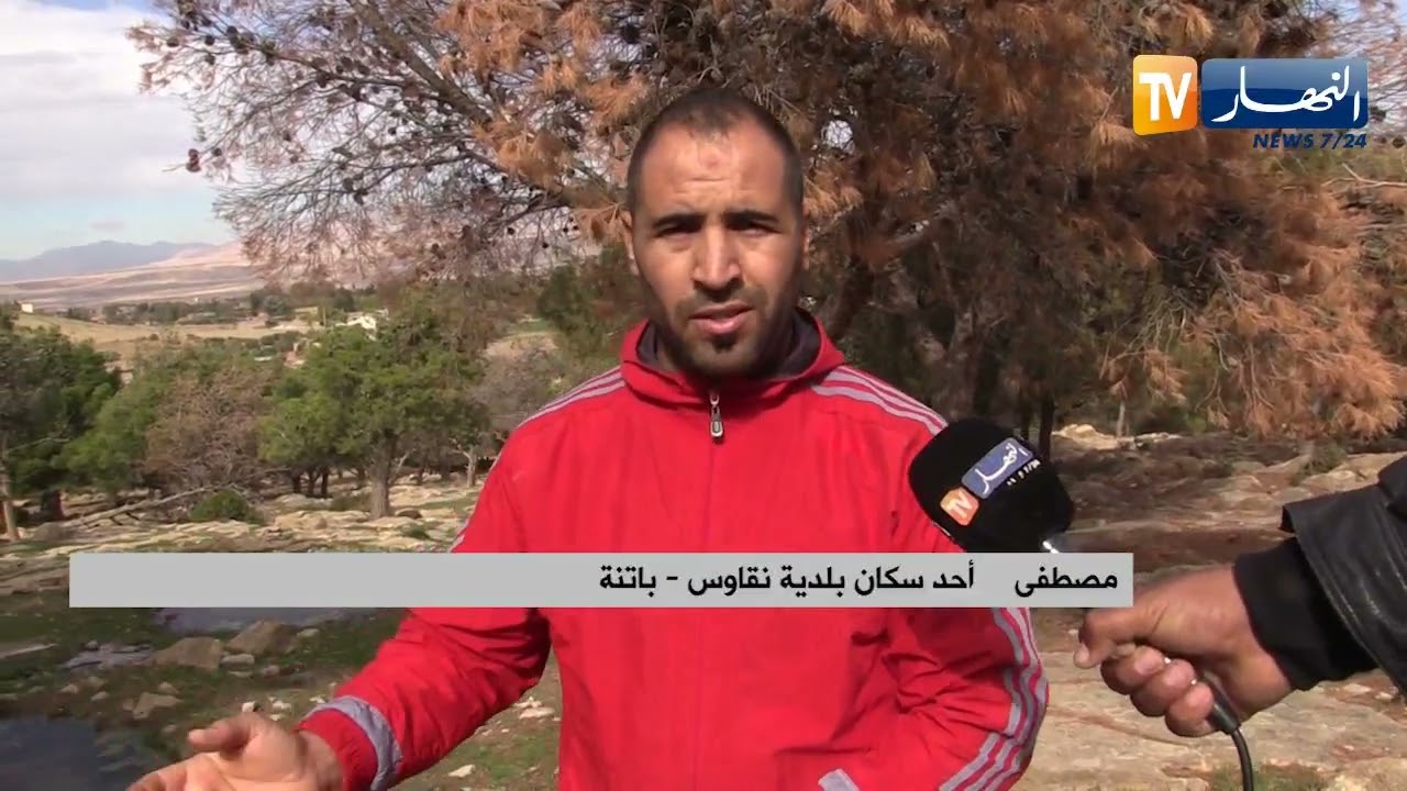 باتنة : مرض غريب يصيب مساحات شاسعة من أشجار الصنوبر المحلي