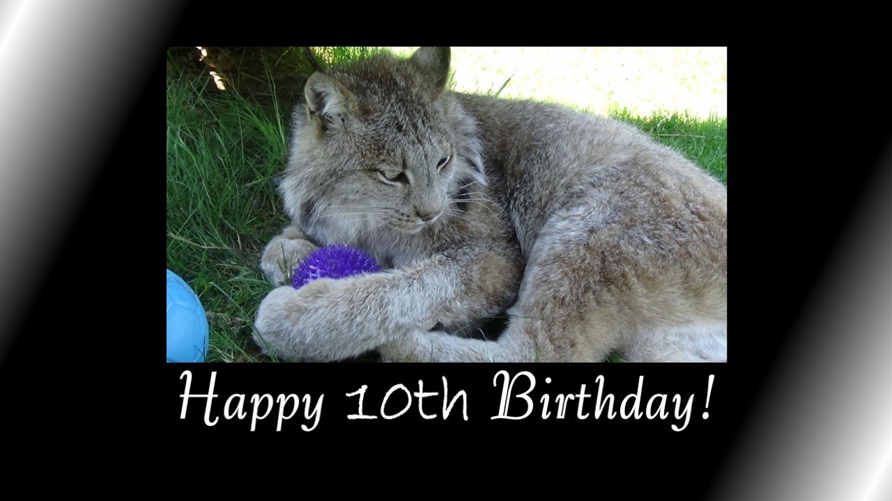 Max Canada Lynx Happy 10th!