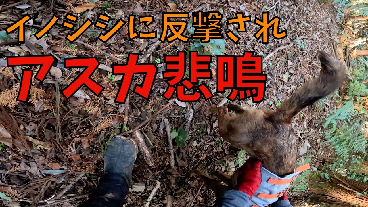 猟犬アスカが最後の最後でイノシシを起こして吠えて止めていたら、捲られて悲鳴が聞こえました&hellip;。【単独狩猟】