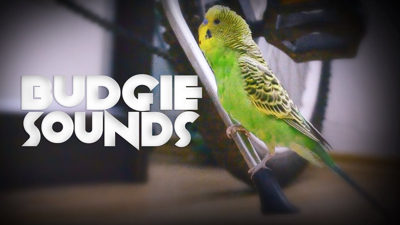 Budgie singing | Budgie sounds