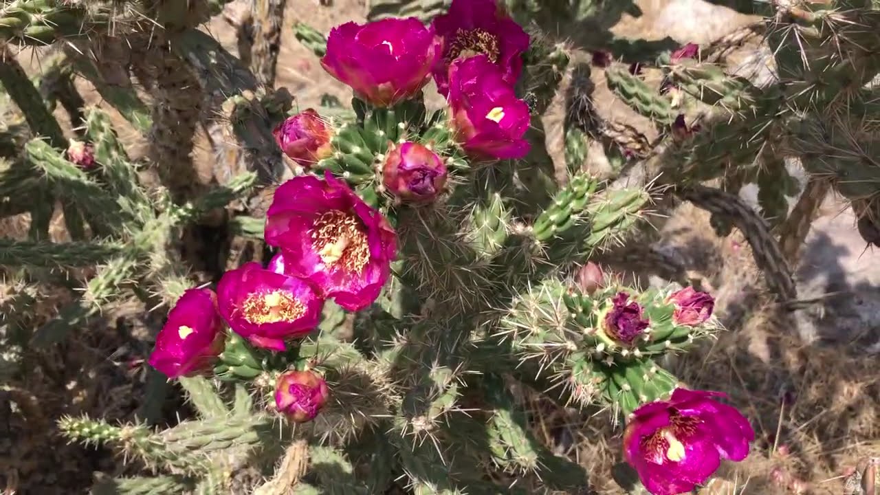 Cane Cholla Cactus With Pink Flowers - Wellsville, CO