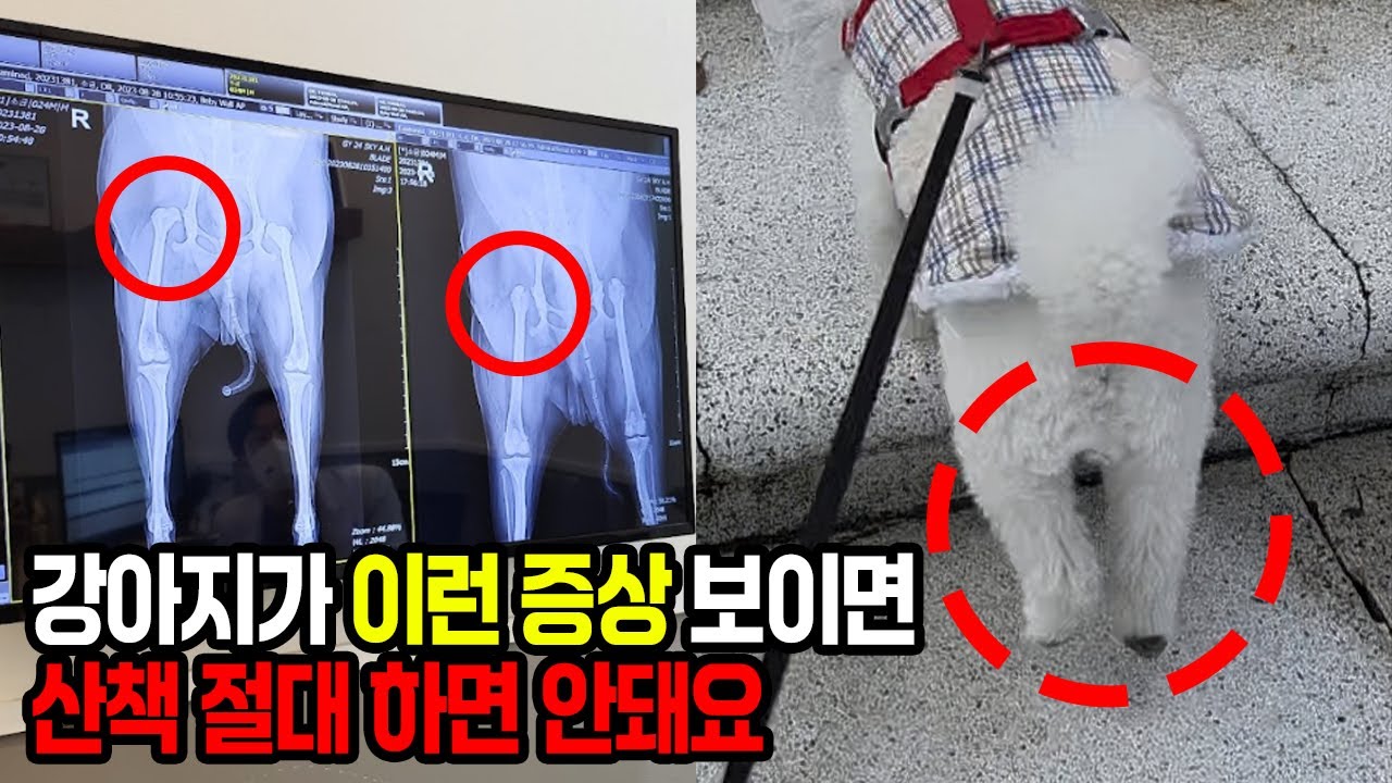 수의사에게 들은 강아지 산책 절대 하면 안되는 증상, 행동 무조건 알아야합니다(관절영양제 추천)