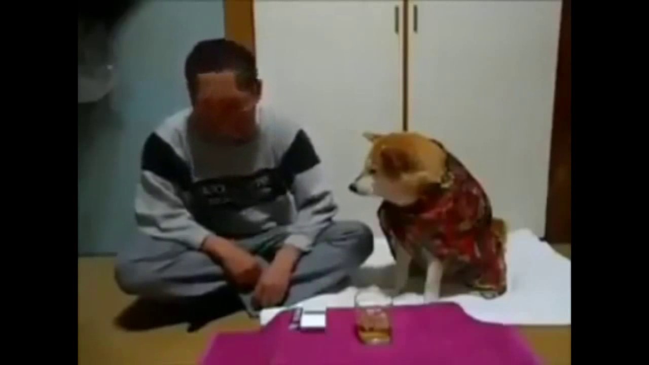 Funny Vedio Compliation