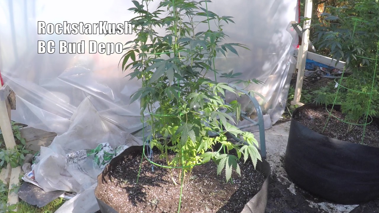 Outdoor Organic Cannabis Grow 2017 EP1