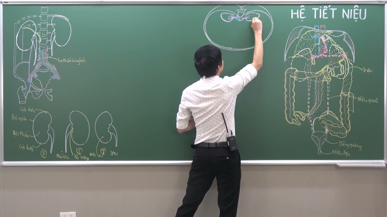 BỤNG: THẬN - (1) VỊ TRÍ, HÌNH THỂ NGOÀI VÀ CÁC LỚP MÔ QUANH THẬN