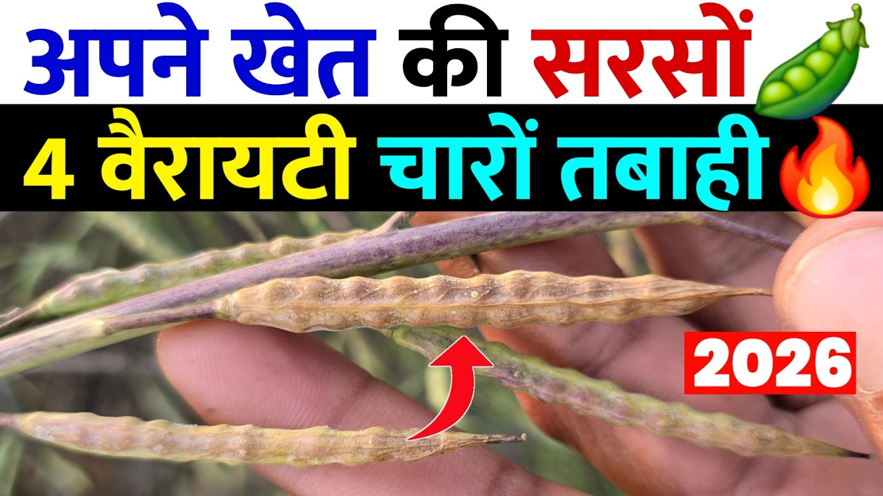 अपने खेत की सरसों देखो | 4 वैरायटियों के 4 रिजल्ट | Sarso Variety result 2026 | Dear Kisan