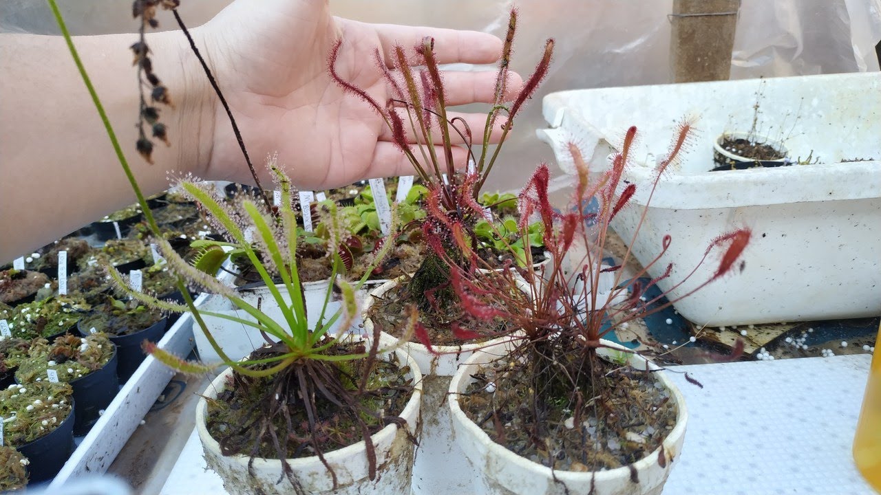 Droseras Propagação por Leaf