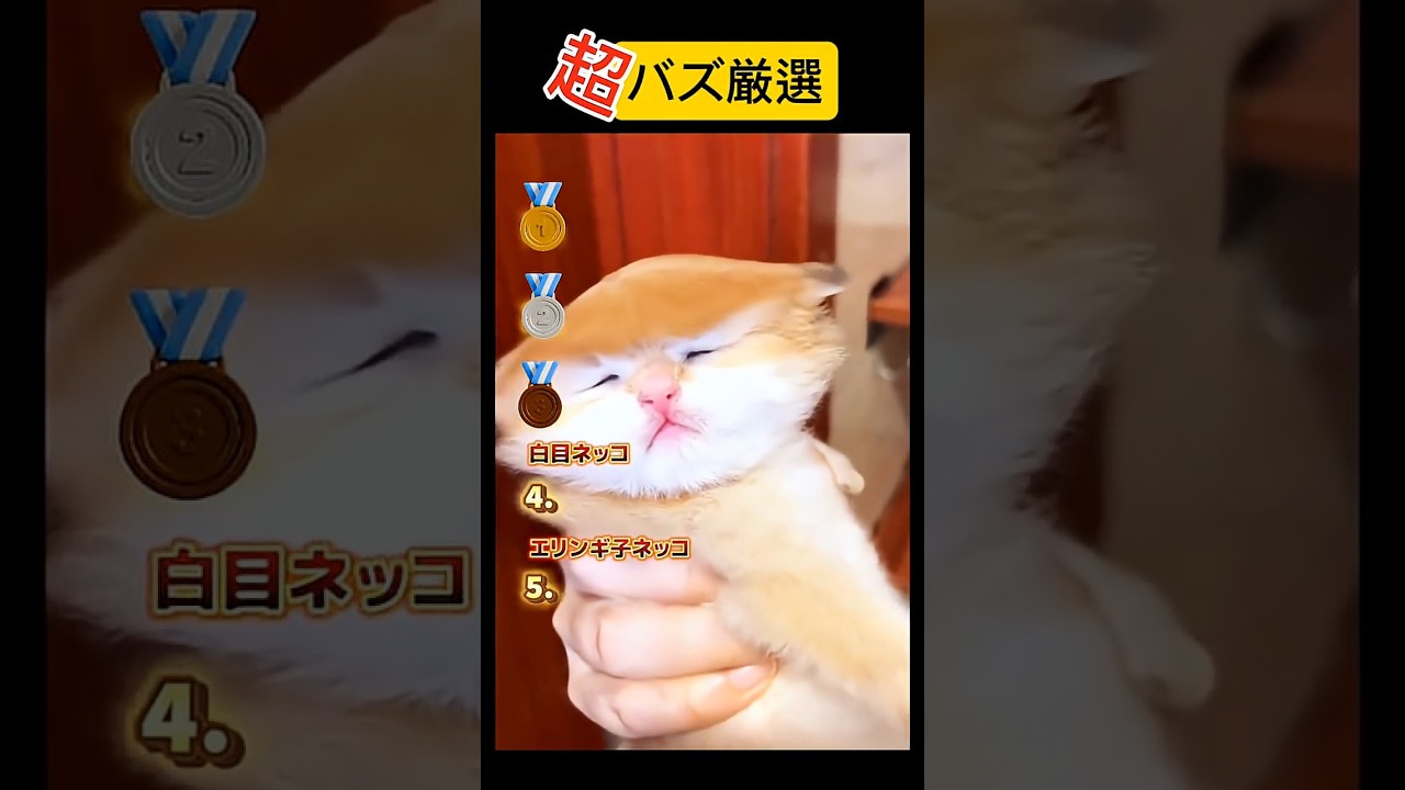 超バズ厳選‼️おもしろ猫ランキング🙀