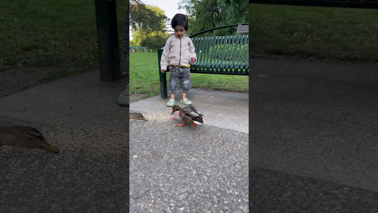 Ducks 🦆 #ducks #birdlovers #ytshorts #shorts