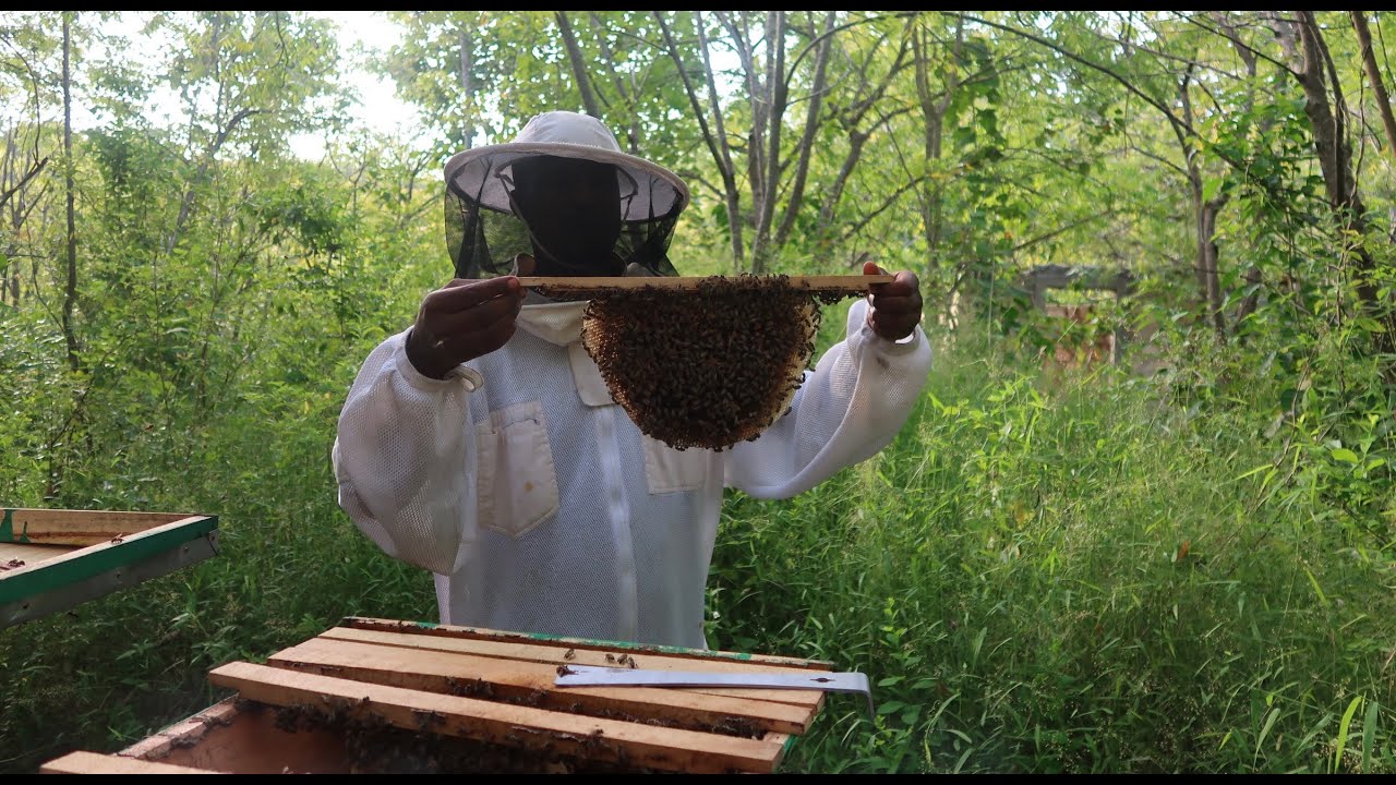A Bee Story | Huroka Apiary, Kilifi