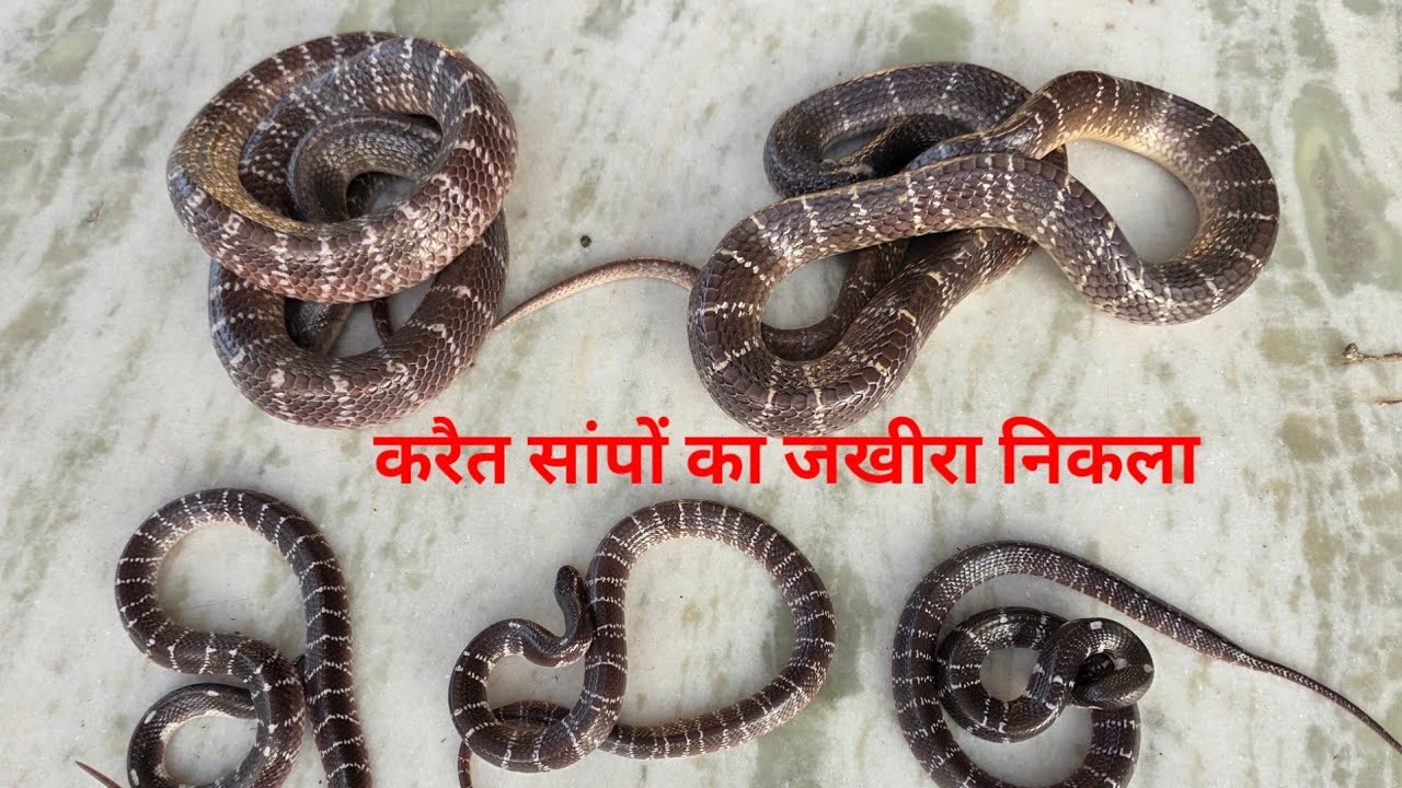 करैत सांपों का जखीरा निकला ///स्नेकमैन सतीश (फफडाना)-9255130130