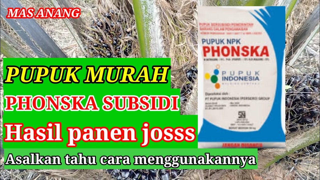 Cara menggunakan NPK PHONSKA subsidi untuk sawit.Agar panen berlimpah