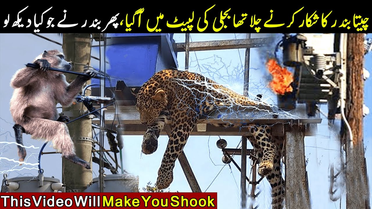 Look How Monkey Saved Cheetah Life From electric Shock | Planet Earth
