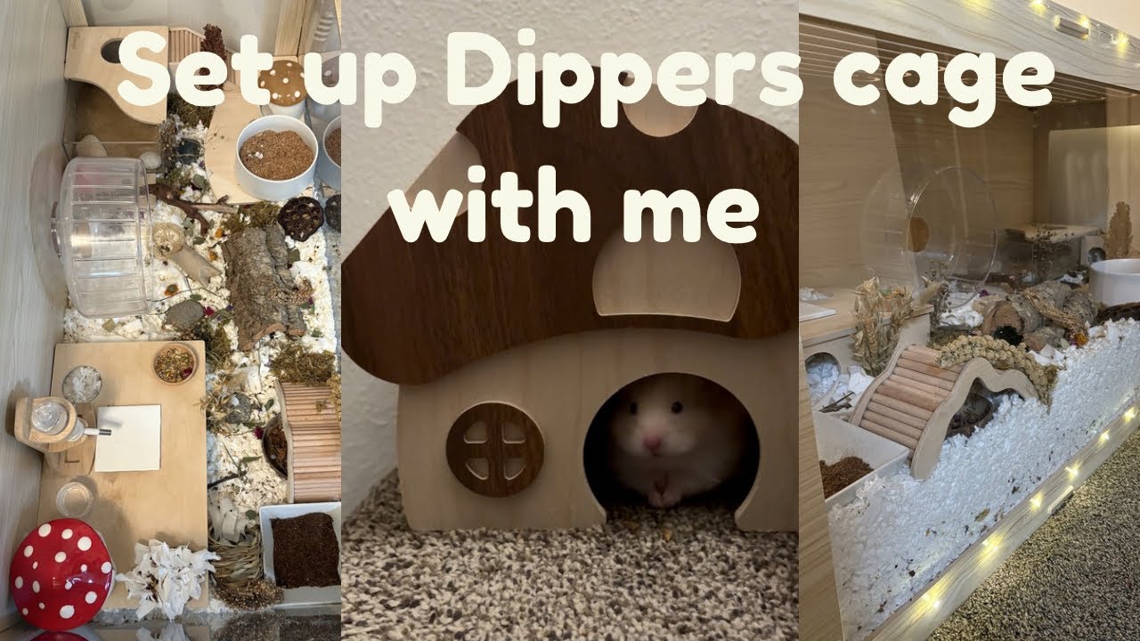 Setup Dippers cage with me