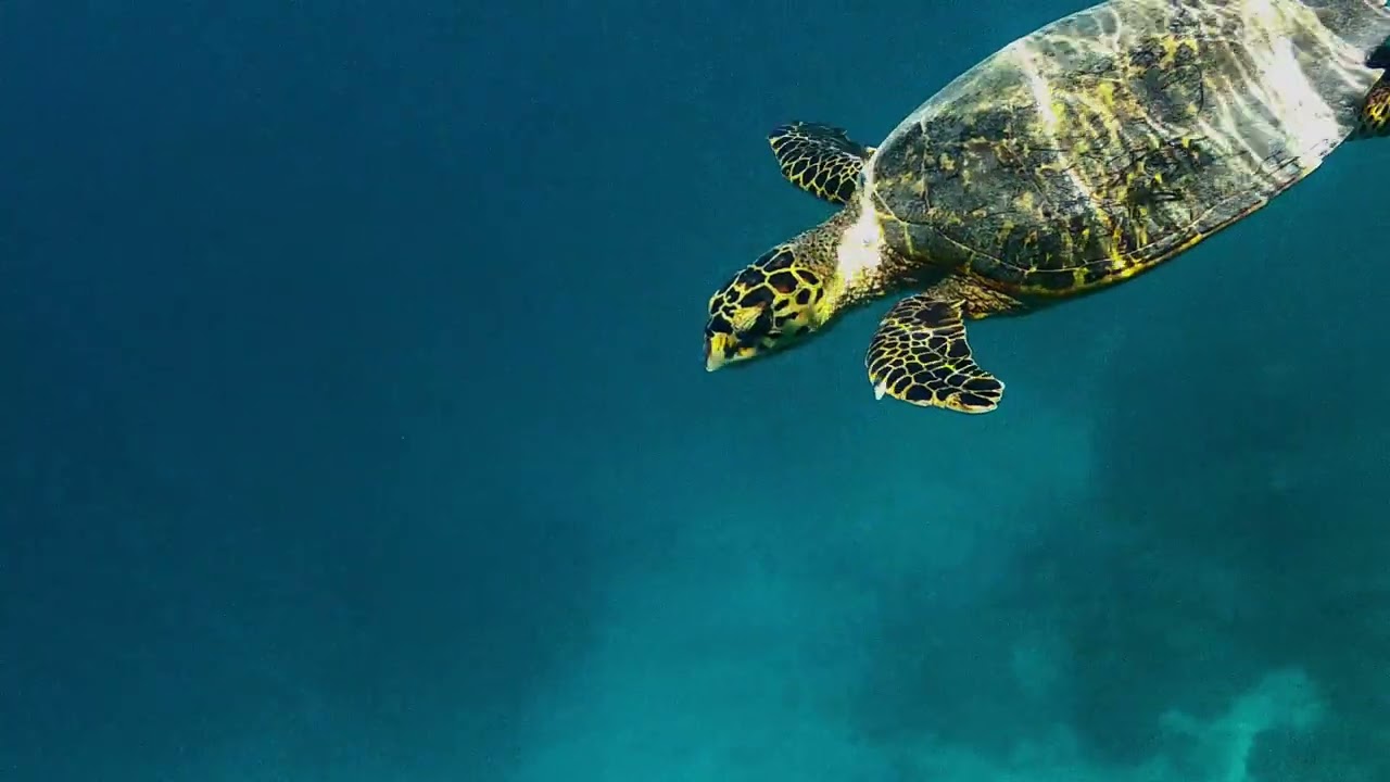 Turtle