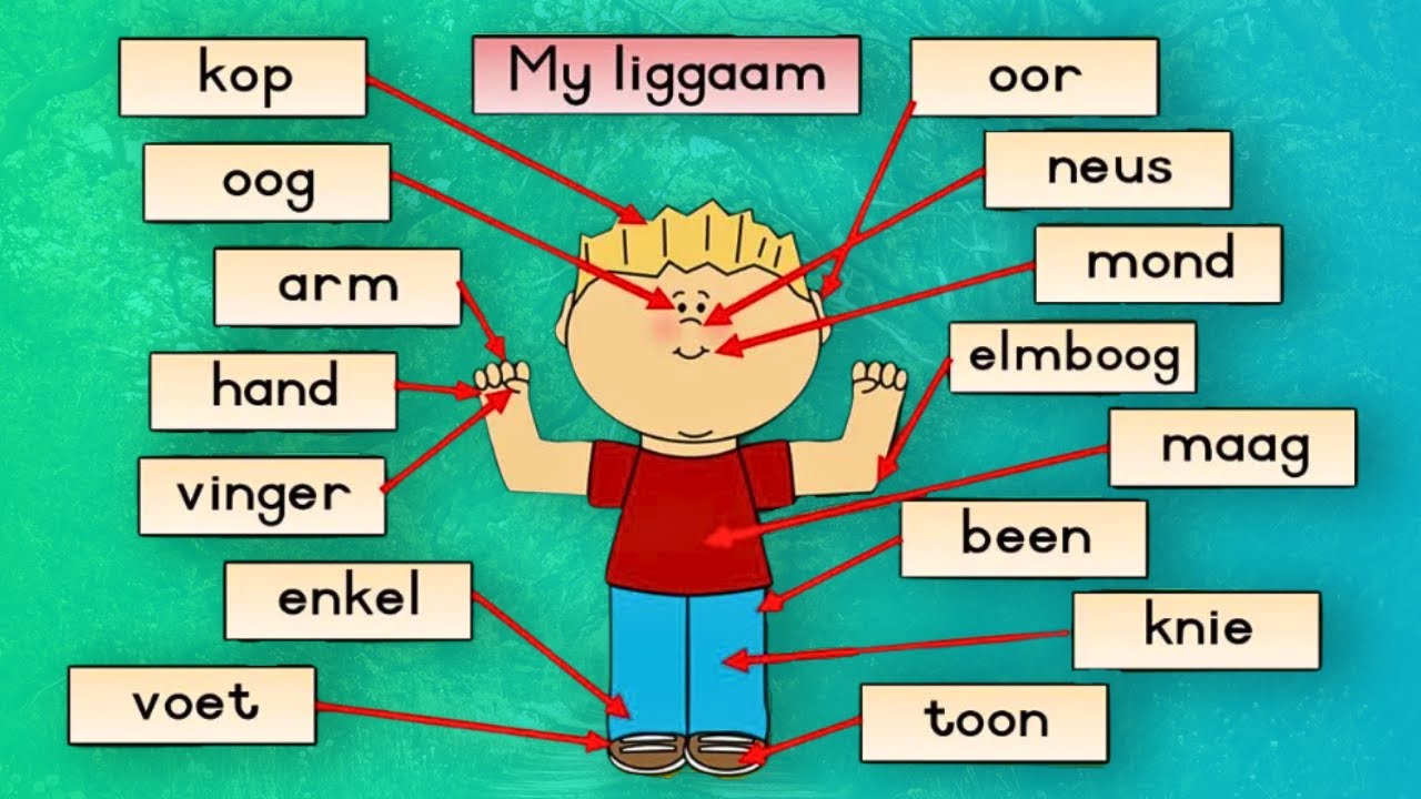Hoe help ek my kind om beter te lees? My liggaam/lyfie vir kinders in Afrikaans | LEESPROGRAM 2/40