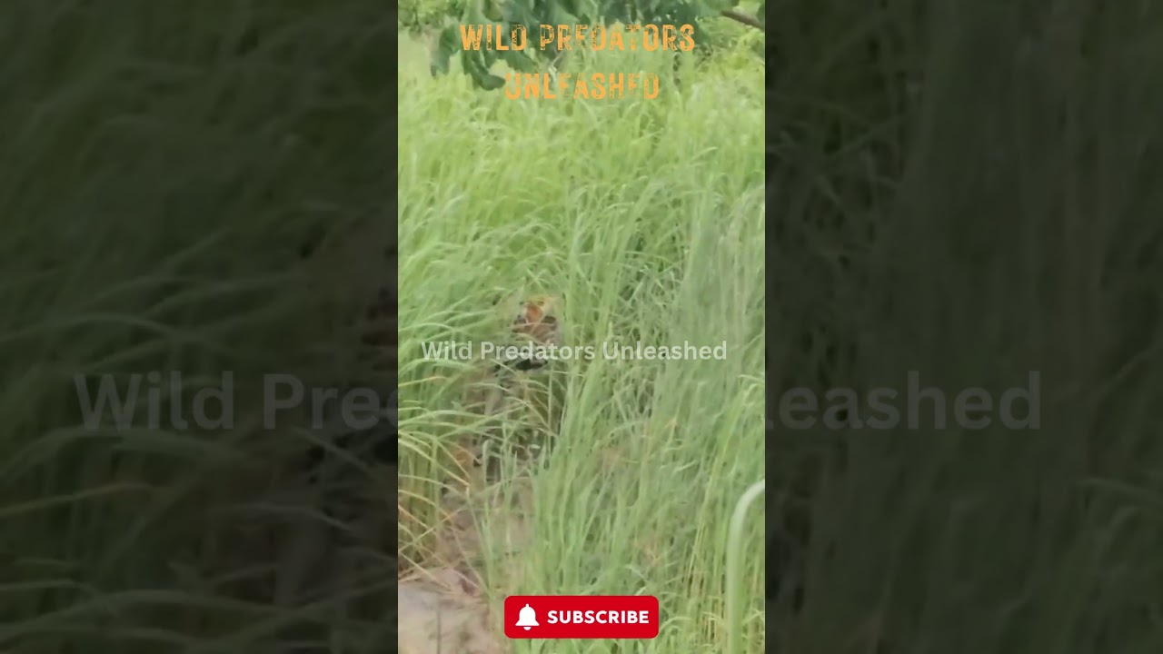 Two Tigers Fight at Jim Corbett | Rare Clash Caught on Camera 🐅