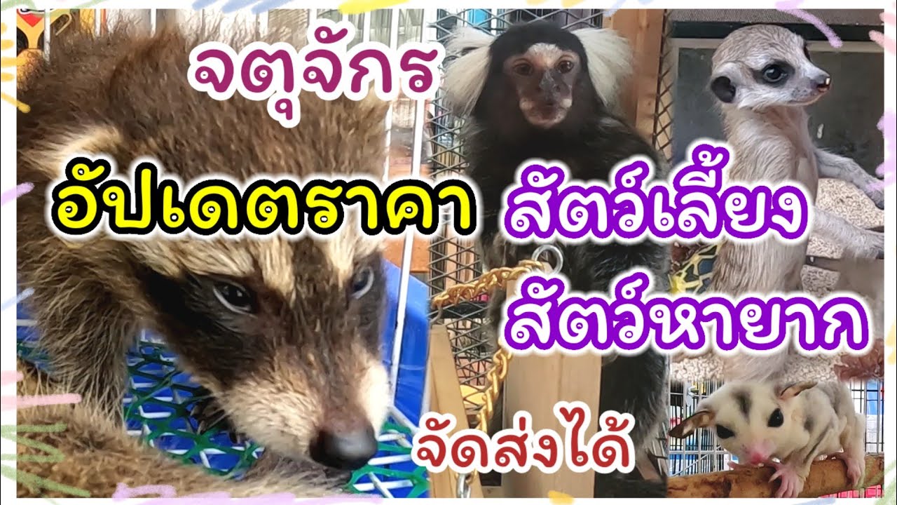 อัปเดตราคาสัตว์เลี้ยง สัตว์หายาก-นำเข้า จตุจักร จัดส่งได้ ร้านแม่ภา