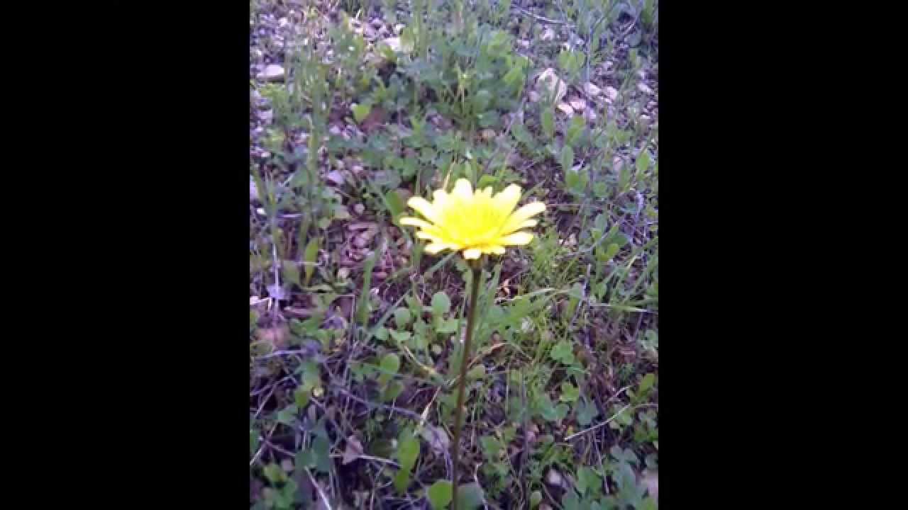 פרחי חורף