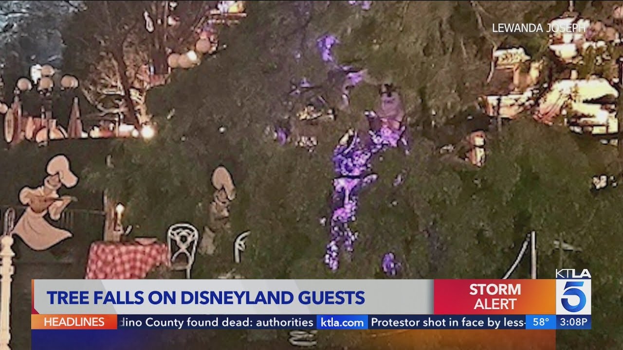 Tree falls on guests at Disneyland