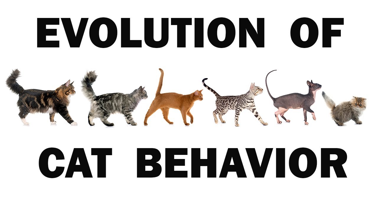 Cat Psychology 101: Understanding the Evolutionary Roots of Feline Behavior