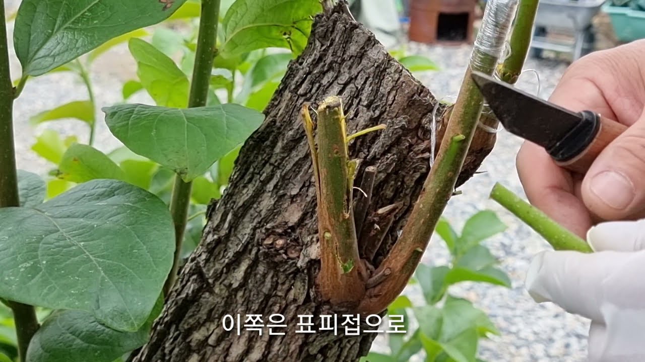 6월 감나무 녹지 접목(한 나무에서 여러가지 감이 열린다)