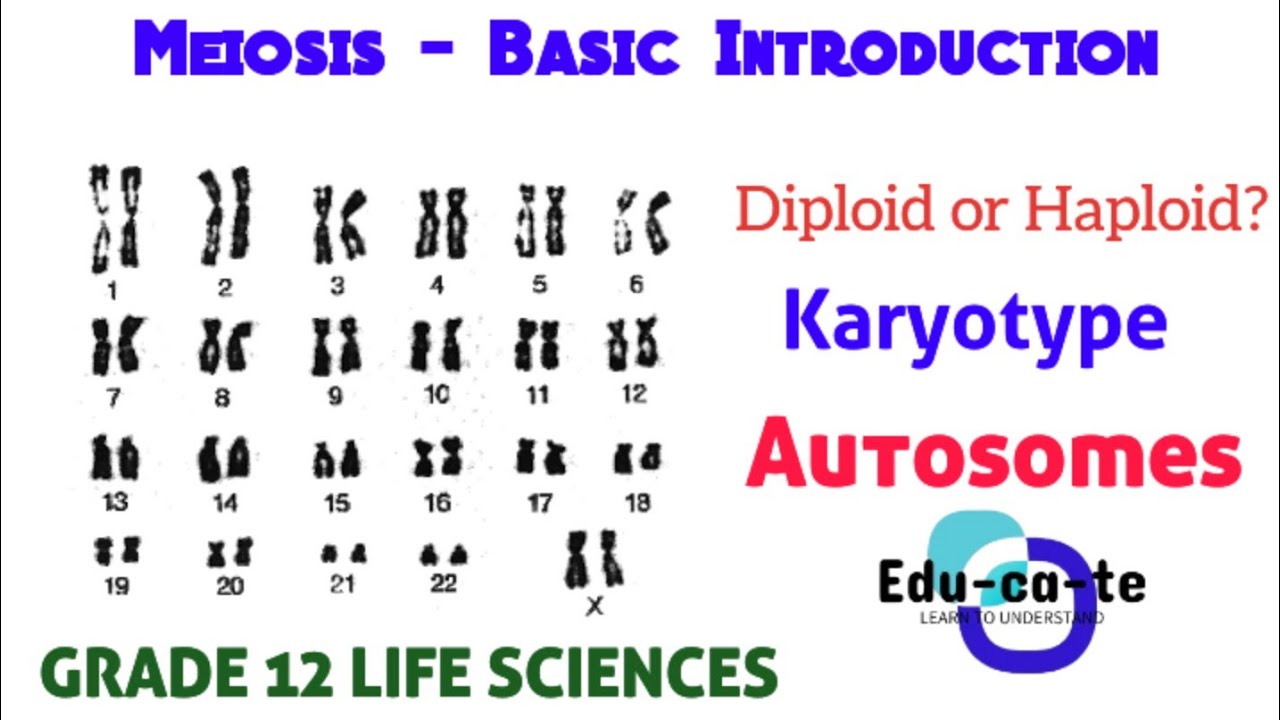 Meiosis Basic Introduction - Grade 12 Life Sciences