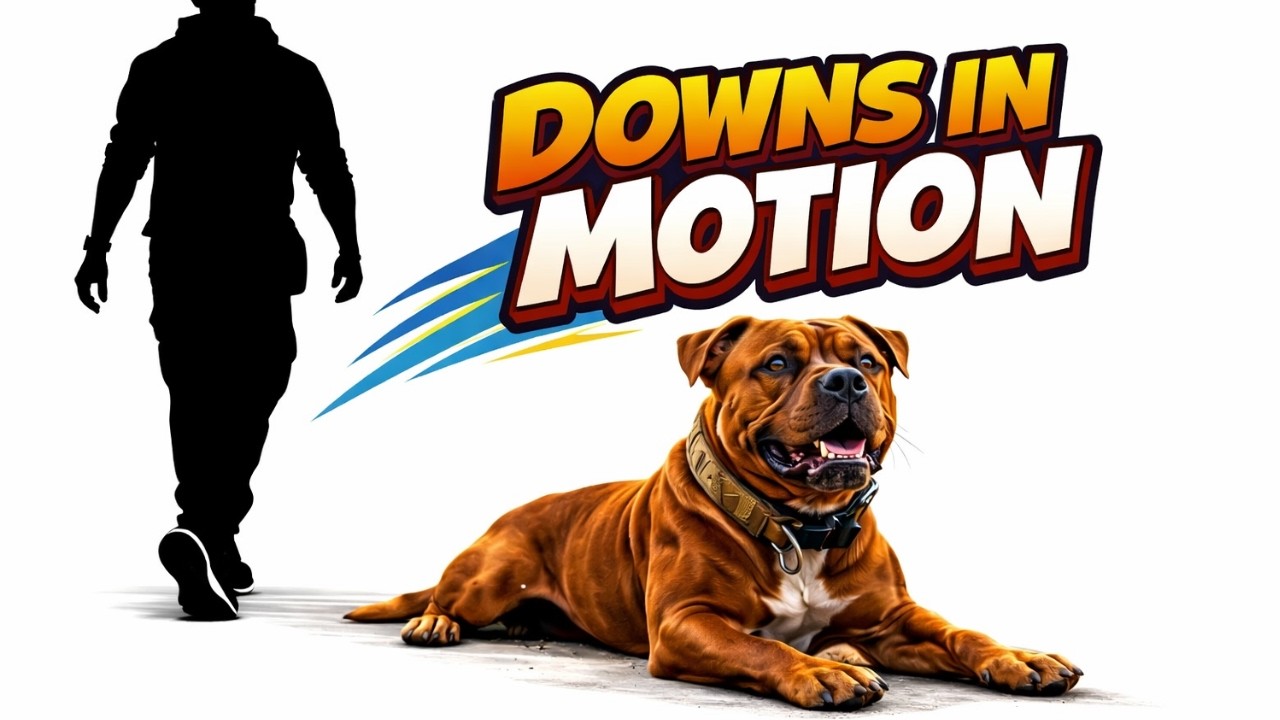 Training Sessions: Downs In Motion With Oso | Advanced Obedience & Handler Movement