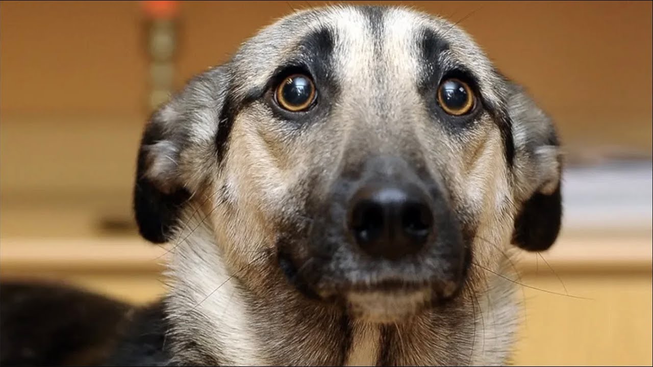 Qué pasa con los Perros | Mini documental