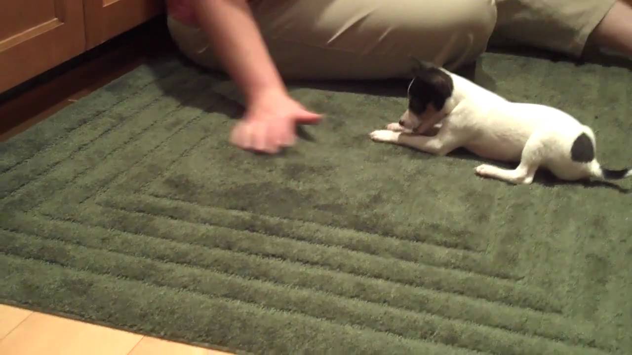 My new toy fox terrier puppy - Divot
