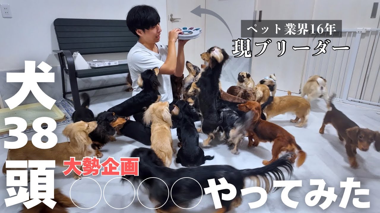 【衝撃映像】犬38頭で◯◯開けたらすごい映像が撮れた