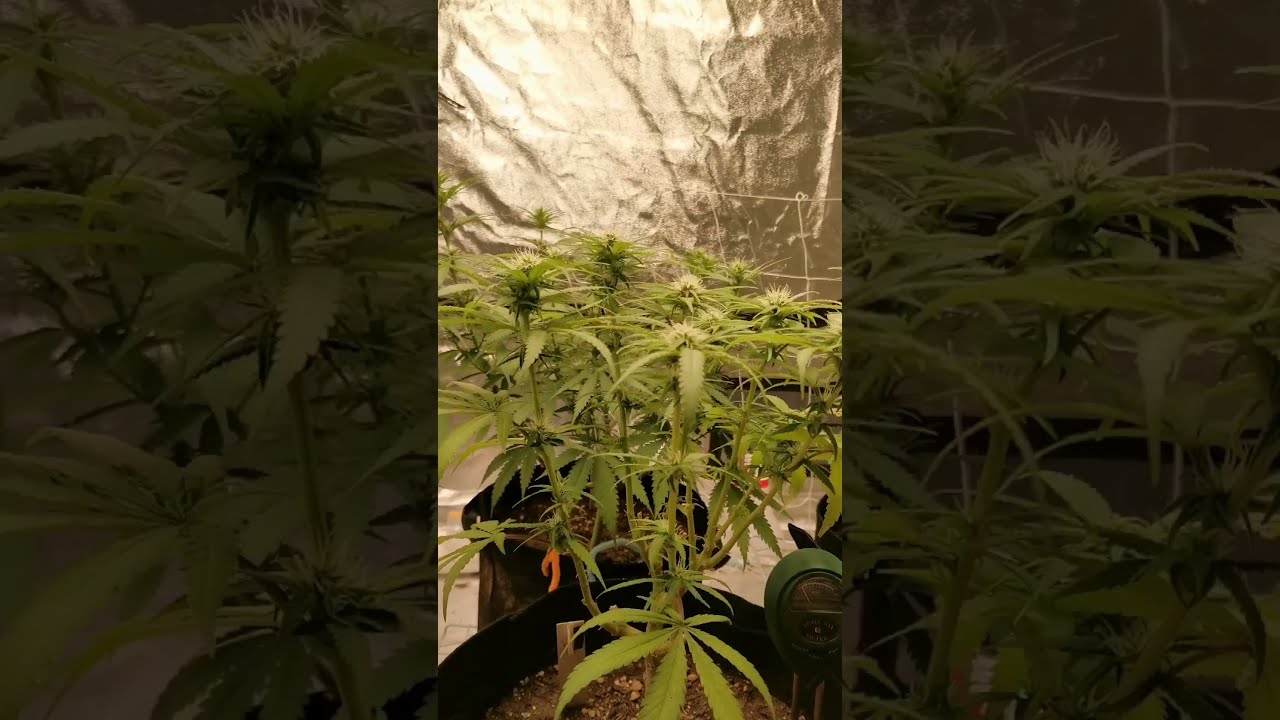 Nepalese growing Cannabis indoors! Week 4 of BlueDream and Banana Dance!!