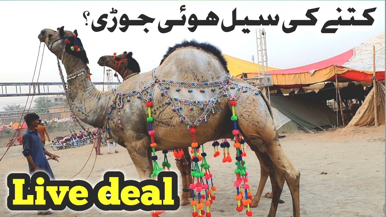 Gujranwala camel mandi 2025 || live soda || biggest camel sold out #gujranwalacamelmandi