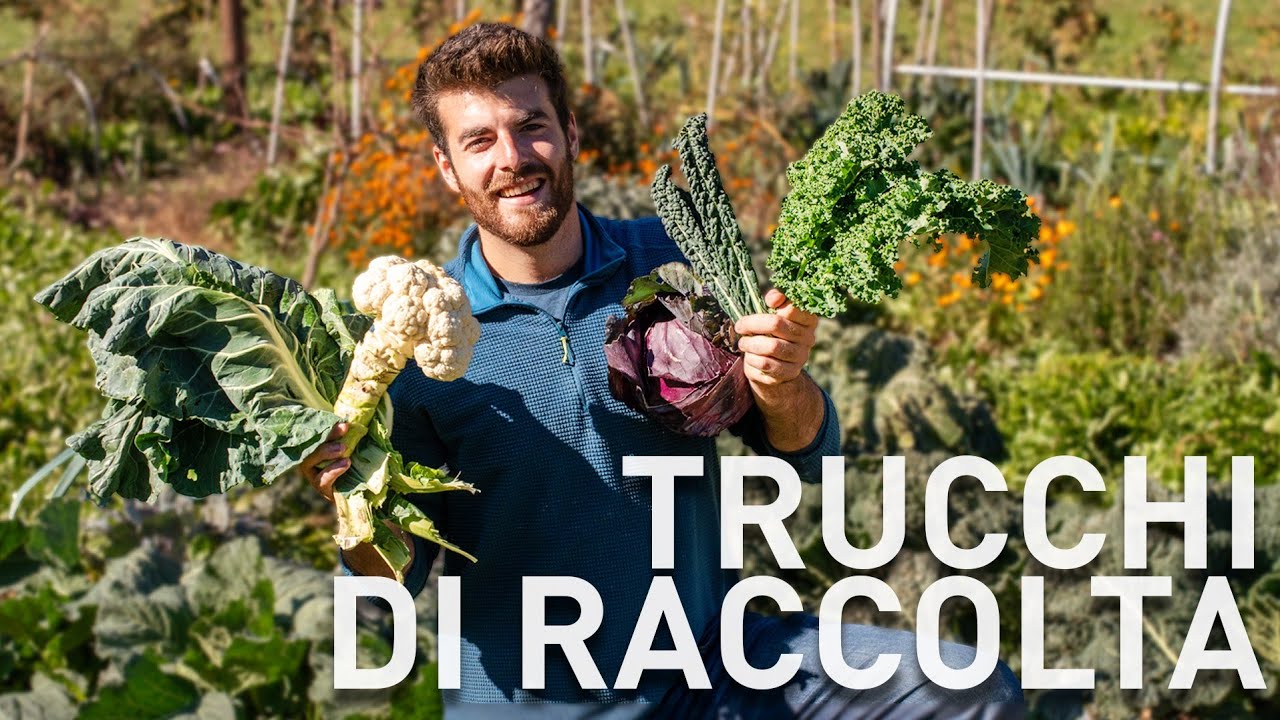 Raccolta senza SPRECHI, come e quando con CAVOLI e BROCCOLI 
