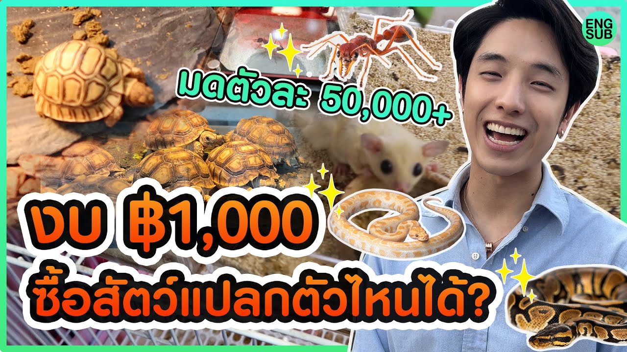 งบ ฿1,000 ซื้อสัตว์ Exotic ตัวไหนได้บ้าง!! แต่เจอ”มด”ตัวละ50,000บาท!!