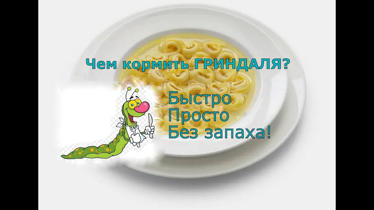 Чем кормить Гриндальского червя? Быстро | Просто | Без запаха