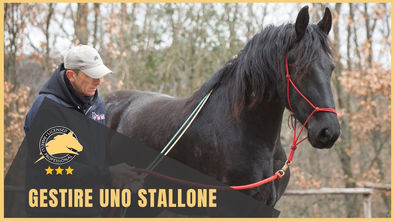 Gestire uno stallone da terra