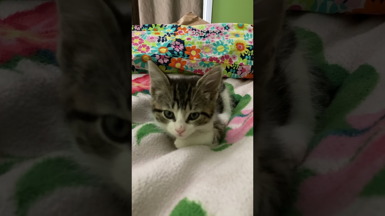 I ask kitten Lucy if she&rsquo;s happy