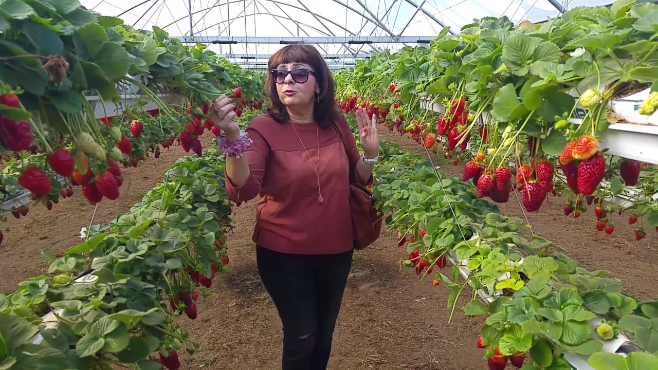 КЛУБНИЧНЫЙ РАЙ