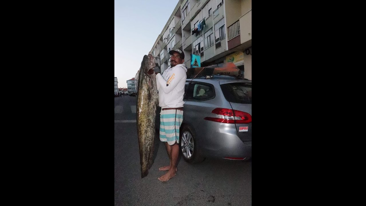 Siluro  destruidor da biodiversidade aquática do rio Tejo,Portugal. Entenda um pouco sobre eles.