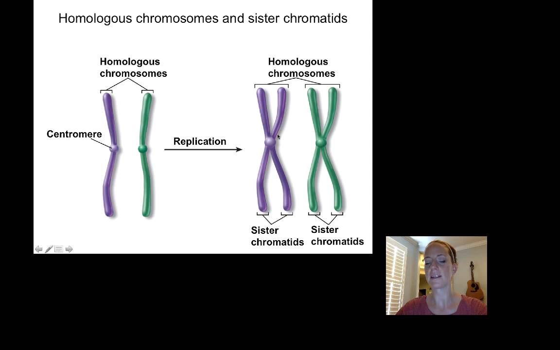BIO6 Lecture4 DNA Part1