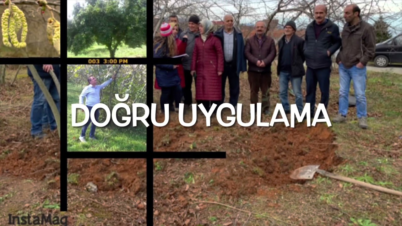 Fındıkta şekil budaması ve y&ouml;nlendirme