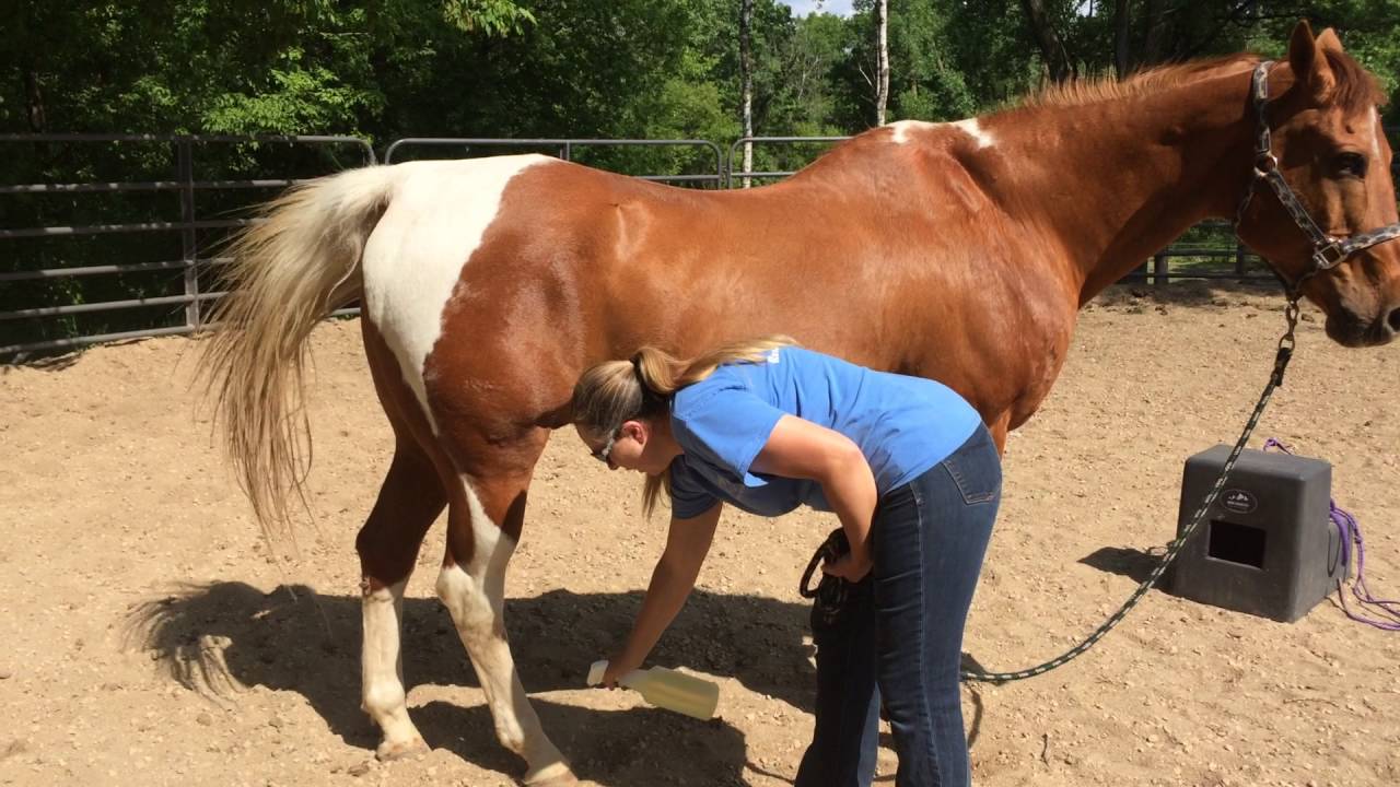 How to Use Fly Spray on a Horse