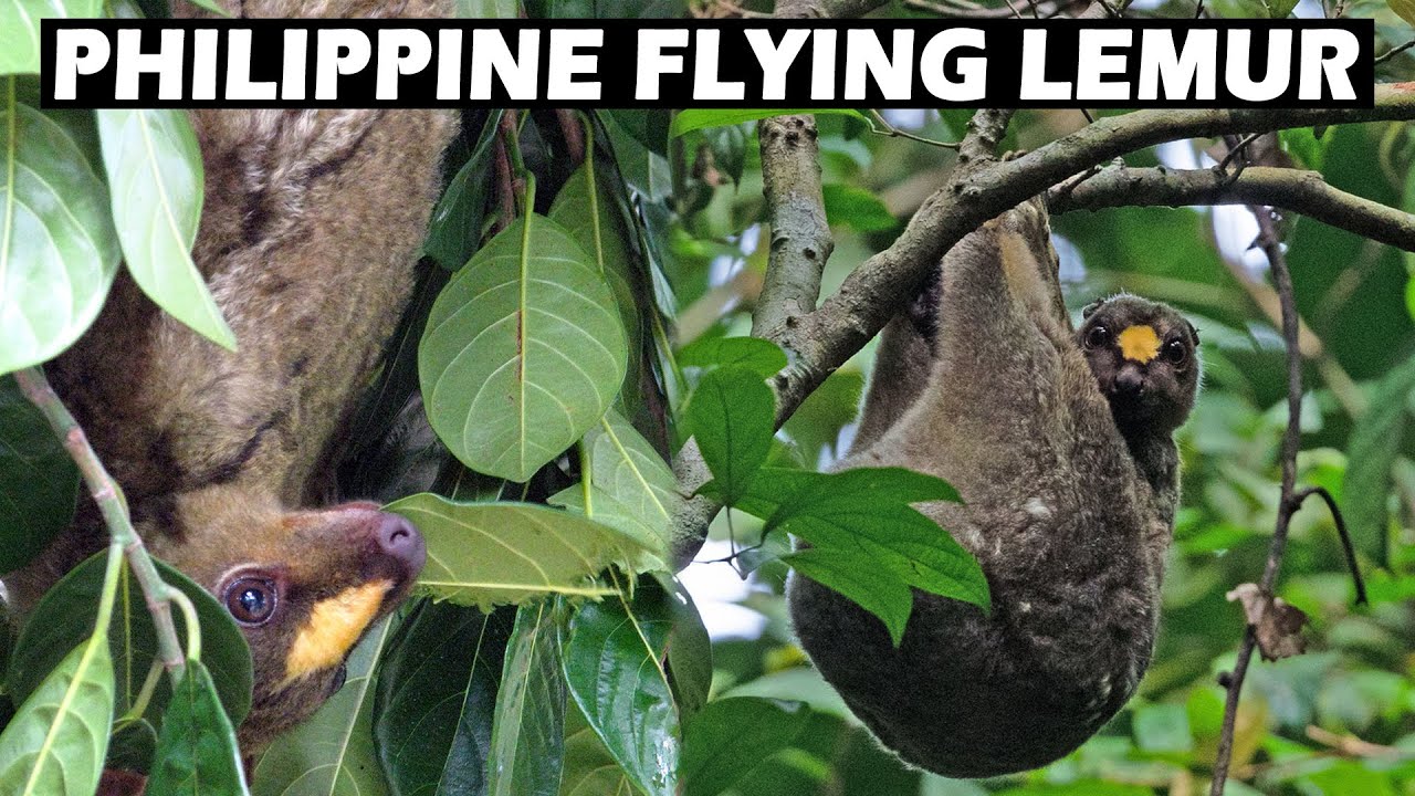 A Flying Lemur That Can't Fly and Isn't a Lemur - The Philippine Flying Lemur