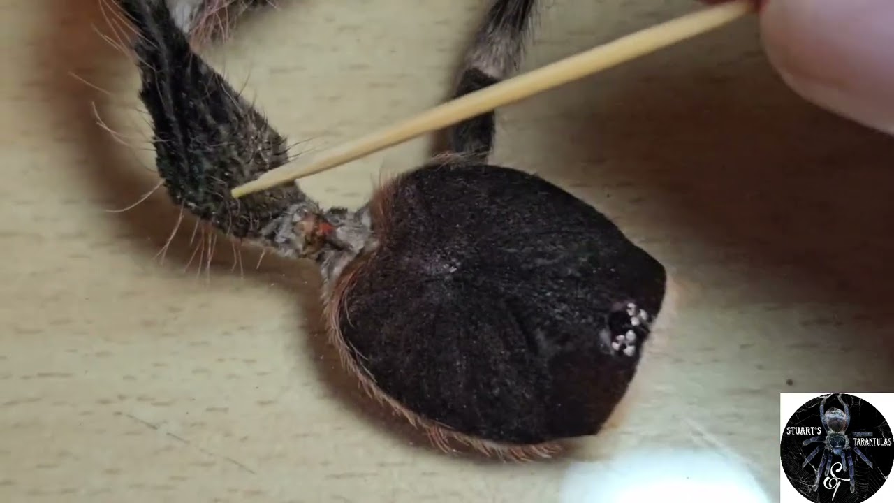 Sexing a tarantula molt for beginners