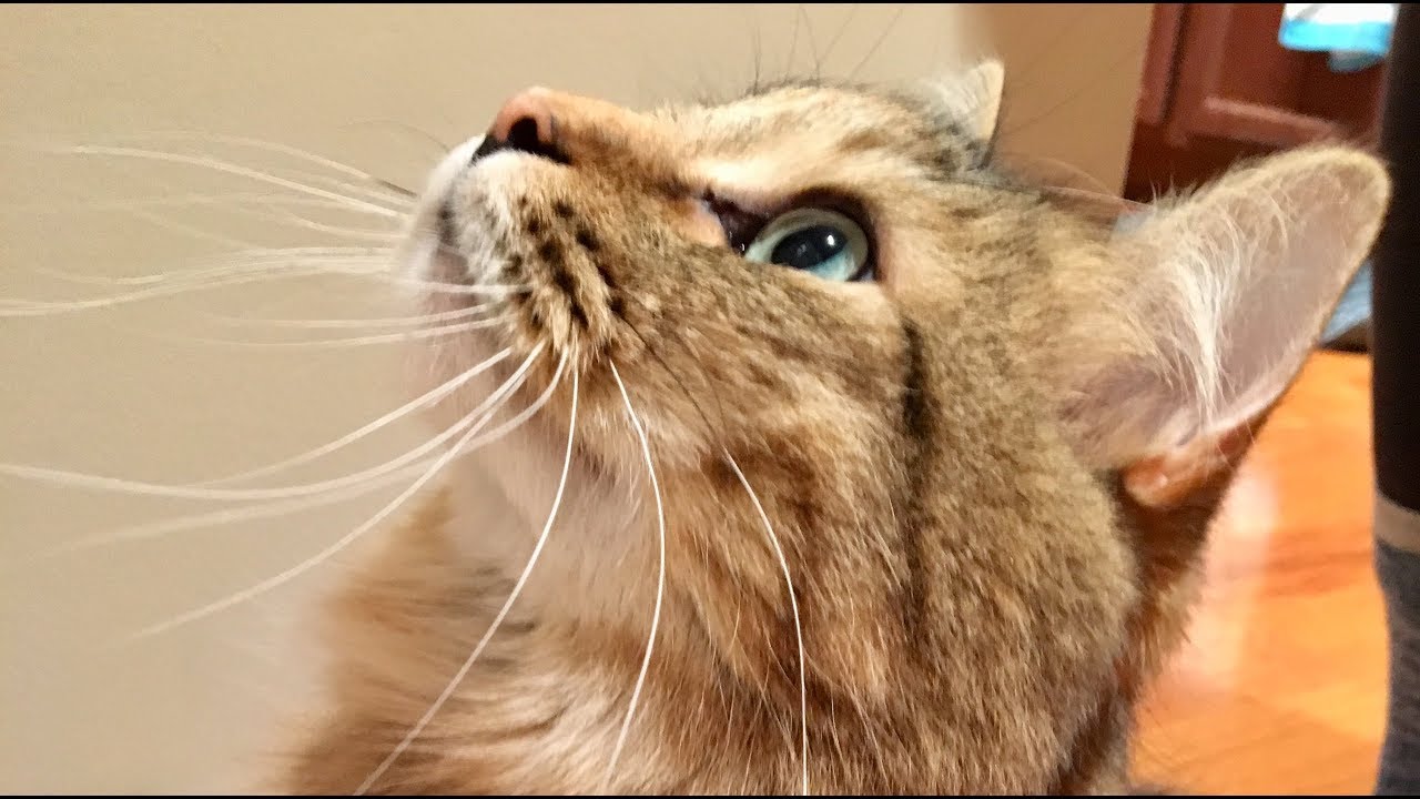 How to teach your cat to shake