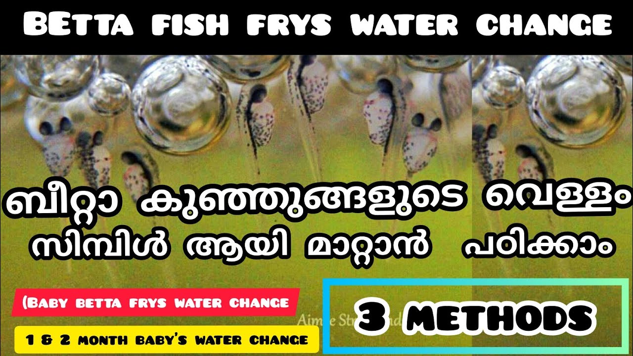 how to water changing for baby betta fry/water change for baby betta fry/fighter baby water changing